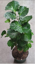 Balfour Aralia Bush Green